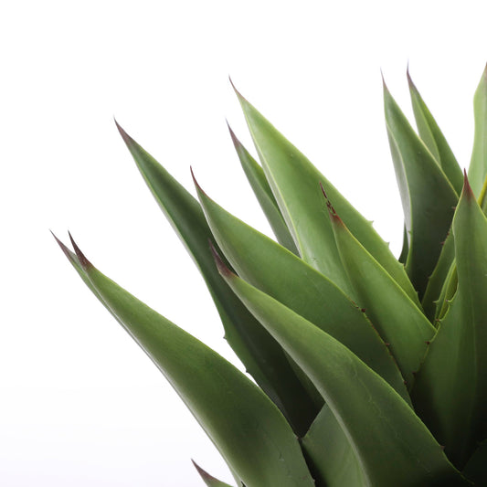 Artificial Agave Plant - H80 x Ø80 cm - Green 