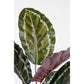 Artificial Calathea Roseopicta Plant - H90 x Ø60 cm - Green