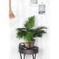 Artificial Areca Palm Plant in Flower Pot Stan - H45 x Ø60 cm - Green